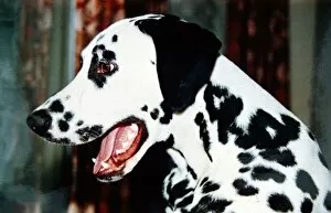 Dalmation Dog - February 1990 Animals Dogs