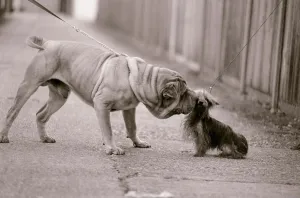 Dandelion the Chinese Shar Pei and Twiglet the Yorkshire Terrier Dog greet each other Dandelion the Chinese Shar Pei and Twiglet the Yorkshire Terrier Dog greet each other