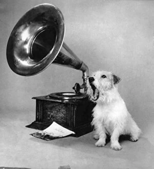 Danny the Jack Russel terrier is hoping that the new single will be a '