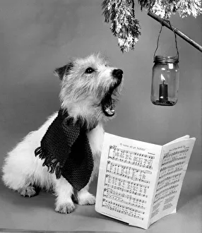 Danny the Jack Russell wearing a scarf sings Christmas Carols in front of a festive Danny the Jack Russell wearing a scarf sings Christmas Carols in front of a festive