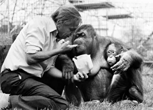Broadcaster Gallery: David Attenborough with orangutan and her baby at London Zoo, Friday 2nd April 1982