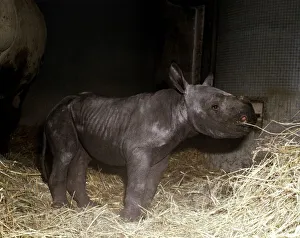 Two days old baby rhinoceros Kes at London Zoo September 1978 Two days old baby rhinoceros Kes at London Zoo September 1978