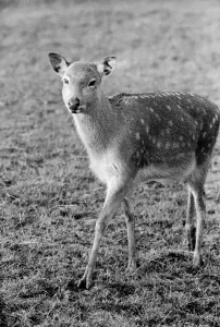 Deer at Whipsnade Zoo. December 1974 74-7583-002 Deer at Whipsnade Zoo. December 1974 74-7583-002