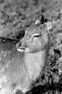Deer at Whipsnade Zoo. December 1974 74-7583-004 Deer at Whipsnade Zoo. December 1974 74-7583-004