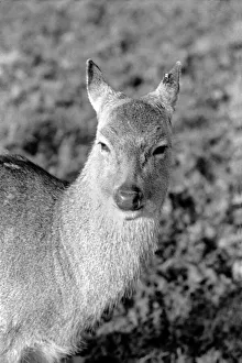 Deer at Whipsnade Zoo. December 1974 74-7583-005 Deer at Whipsnade Zoo. December 1974 74-7583-005