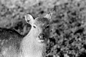 Deer at Whipsnade Zoo. December 1974 74-7583-007 Deer at Whipsnade Zoo. December 1974 74-7583-007