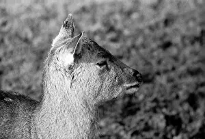 Deer at Whipsnade Zoo. December 1974 74-7583-008 Deer at Whipsnade Zoo. December 1974 74-7583-008