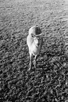 Deer at Whipsnade Zoo. December 1974 74-7583-009
