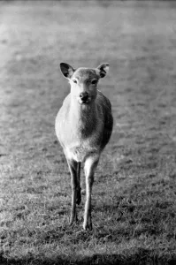 Deer at Whipsnade Zoo. December 1974 74-7583 Deer at Whipsnade Zoo. December 1974 74-7583