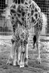 Delilah and baby giraffe seen here at Chessington Zoo. August 1977 77-04387 Delilah and baby giraffe seen here at Chessington Zoo. August 1977 77-04387