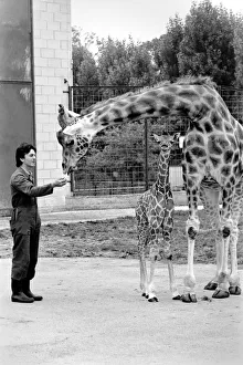 Delilah and baby giraffe seen here at Chessington Zoo with their Zoo Keeper Delilah and baby giraffe seen here at Chessington Zoo with their Zoo Keeper