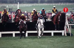 Images Dated 17th March 1990: Desert Orchid leads the field in the 1990 Cheltenham Gold Cup race. 17th March 1990