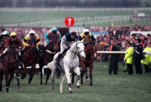 Images Dated 17th March 1990: Desert Orchid leads the field in the 1990 Cheltenham Gold Cup race. 17th March 1990
