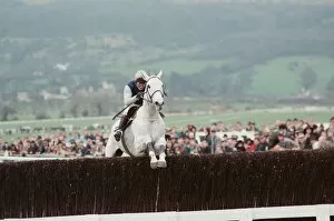 Images Dated 17th March 1990: Desert Orchid leads the field in the 1990 Cheltenham Gold Cup 17th March 1990