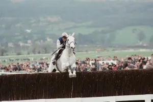 Images Dated 17th March 1990: Desert Orchid leads the field in the 1990 Cheltenham Gold Cup 17th March 1990