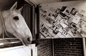 Desert Orchid Racehorse - December 1989 at Home, in his Stable Desert Orchid Racehorse - December 1989 at Home, in his Stable