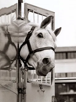 Desert Orchid Racehorse - December 1992 sticking his head out of his travelling box Desert Orchid Racehorse - December 1992 sticking his head out of his travelling box