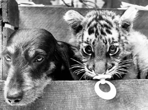 Dinah the daschund with Tigimouse the Pantig at Southam Zoo Dinah the daschund with Tigimouse the Pantig at Southam Zoo