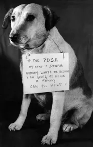Dinah, the sad-eyed mongrel that touched the heart of Supt. William Hurst of the P.D.S.A Dinah, the sad-eyed mongrel that touched the heart of Supt. William Hurst of the P.D.S.A
