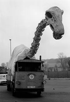 Dinosaur Skeleton Dinosaurs Skeletons February 1976 Dinosaur Skeleton being Dinosaur Skeleton Dinosaurs Skeletons February 1976 Dinosaur Skeleton being