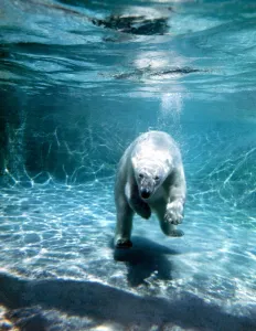 Diving polar bear at London Zoo under water in the water June 1969 Diving polar bear at London Zoo under water in the water June 1969