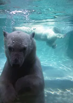 Diving polar bears at London Zoo under water in the water making Diving polar bears at London Zoo under water in the water making
