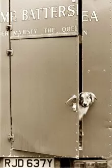 Images Dated 8th June 1989: Dog looking out of a trailer door at Battersea Dogs Home