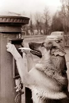A dog posts a letter in a mail box