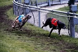 Dog Racing July 1973 Greyhound racing