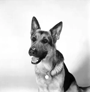 Dog. 'Saxon' Alsation. February 1975 75-00718-001