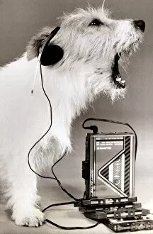 Images Dated 5th February 1989: dog singing along to music played on a walkman wearing earphones mouth open howling