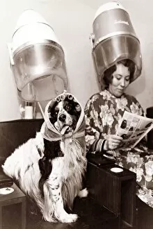 A dog sits in the hairdressers being pampered as the lady next to her reads a magazine