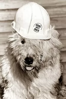 00146 Gallery: Dog wearing a hard hat / construction hat