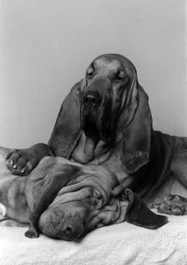 Dogs Bloodhounds Feb 1976 Henry 5 years old with 2 year old Saint Dogs Bloodhounds Feb 1976 Henry 5 years old with 2 year old Saint