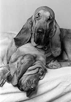 Dogs Bloodhounds Feb 1976 Henry 5 years old with 2 year old Saint Dogs Bloodhounds Feb 1976 Henry 5 years old with 2 year old Saint