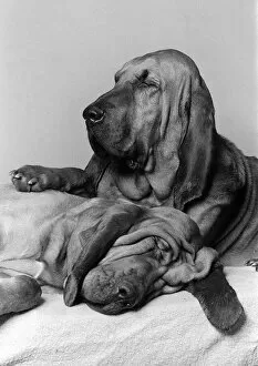 Dogs Bloodhounds February 1976 Henry 5 years old with 2 year old Saint