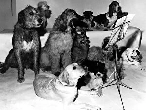 00150 Gallery: Dogs A group of dogs sit around a music stand like a choir preparing for a concert