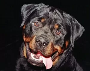 Images Dated 5th March 1998: Dogs Rottweiler Crufts 1998