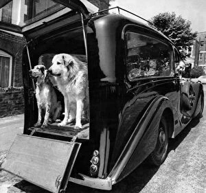 Images Dated 22nd June 1970: Dogs sitting in the back of a Hearse: June 1970 P006068