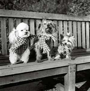 Dogs wearing scarves A poodle dog and two terriers on a park bench Dogs wearing scarves A poodle dog and two terriers on a park bench