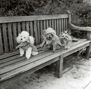 Dogs wearing scarves A poodle dog and two terriers on a park bench