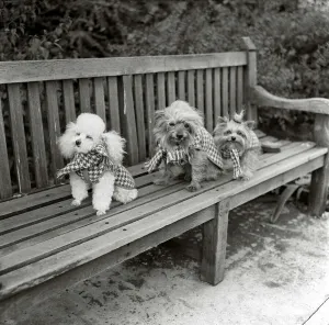 Dogs wearing scarves A poodle dog and two terriers on a park bench Dogs wearing scarves A poodle dog and two terriers on a park bench