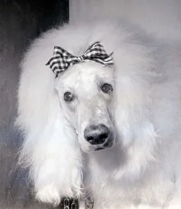 White Poodle with Ribbon Print (00147). Art Prints, Posters