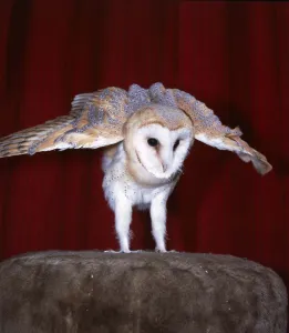 Images Dated 5th November 1987: Dolly the Barn owl at Heritage Wildlife Centre, Sussex Middleton-on-Sea