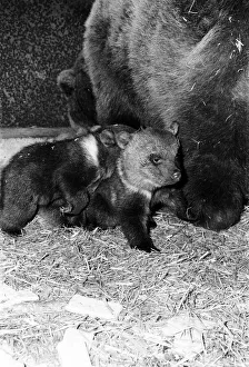 Dolly the brown bear recently gave birth to 4 cubs (January 1981 Dolly the brown bear recently gave birth to 4 cubs (January 1981
