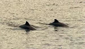 Dolphins swimming in the River Clyde April 1999