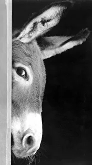 A donkey takes a sneeky peep at the competition at a Donkey Breeds Society show at A donkey takes a sneeky peep at the competition at a Donkey Breeds Society show at
