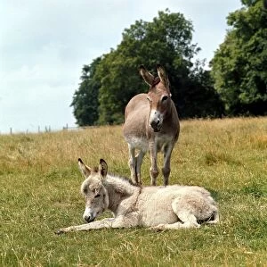 Images Dated 1st March 1980: Donkey and young foal resting in the field. March 1980