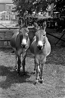 Images Dated 12th August 1977: Donkeys. August 1977 77-04351-004