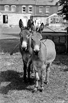 Images Dated 12th August 1977: Donkeys. August 1977 77-04351-005